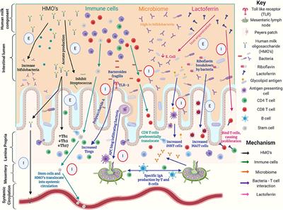 T Cells in Preterm Infants and the Influence of Milk Diet